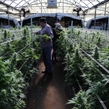 People in cannabis greenhouse