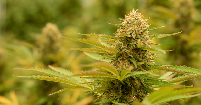 CBD cannabis plants almost ready for harvest