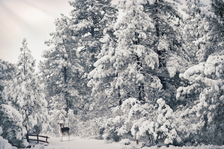 Idyllwild in winter