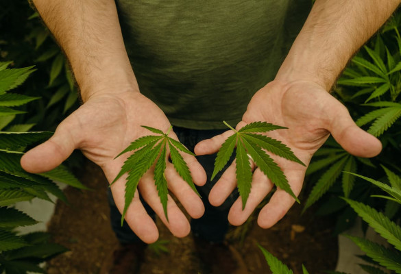 Photo of a man holding a cannabis leaf in the palm of each hand