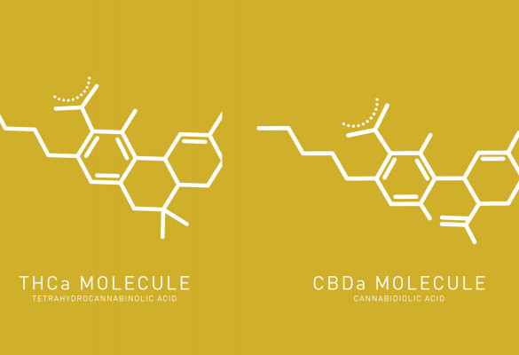 CBDa and THCa molecules