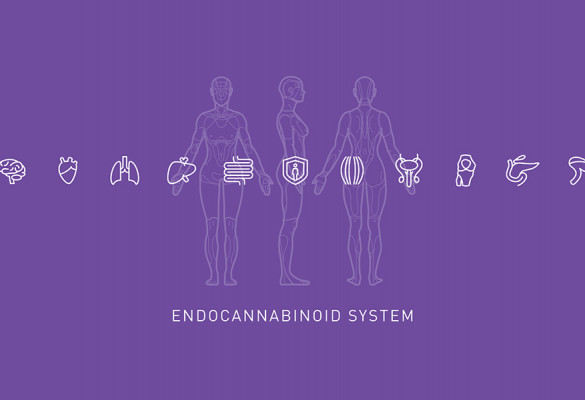 Graphic showing how the endocannabinoid system works