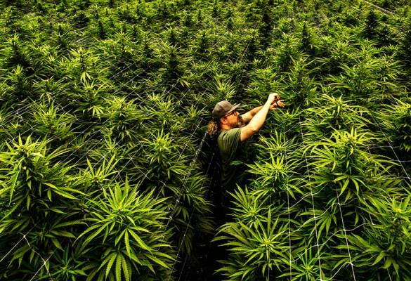 Farmer in a field of cannabis