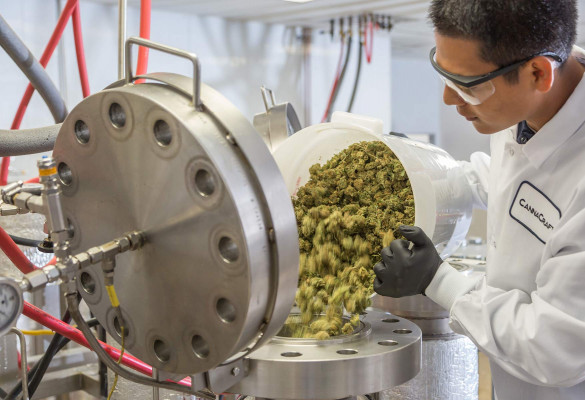 Man in a lab coat pouring cannabis into an extraction machine.