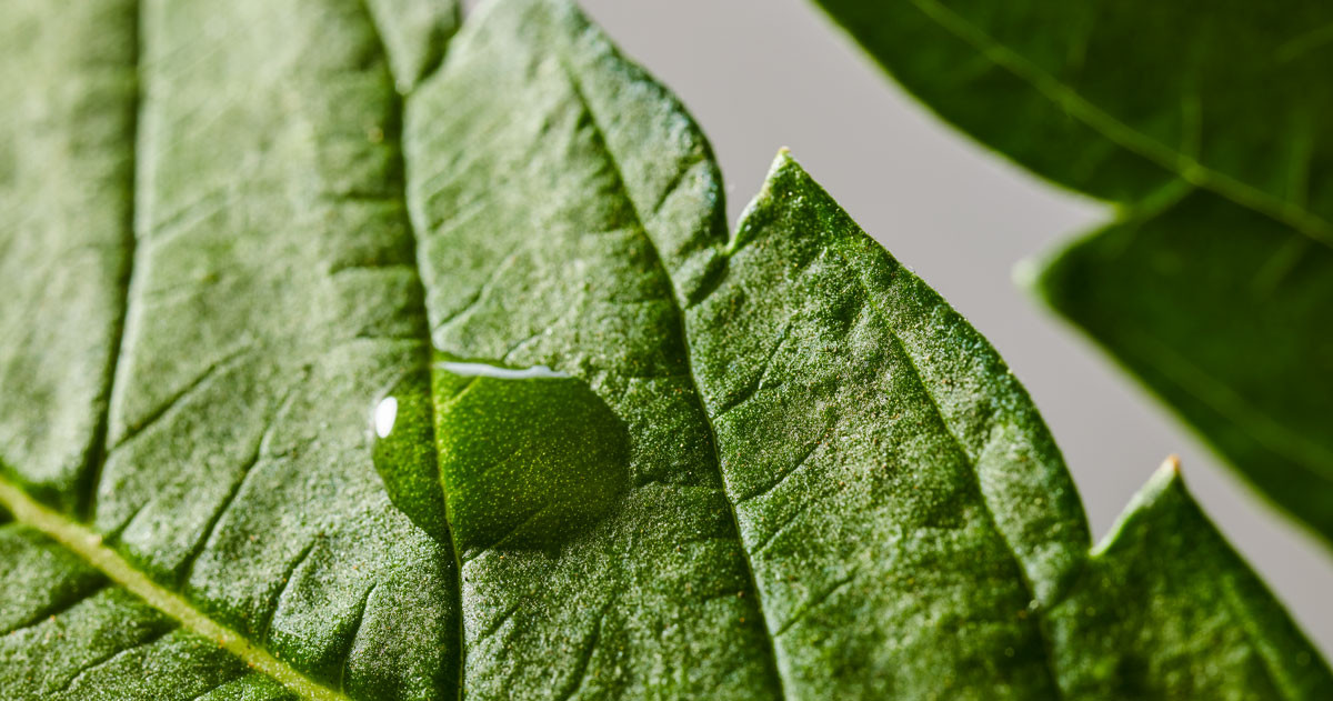 CBD oil on a cannabis leaf