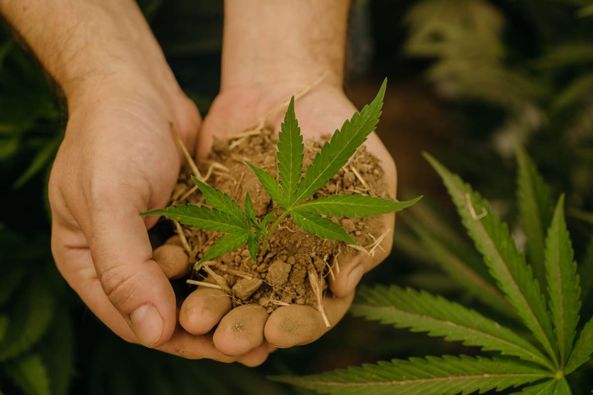 A man holding a cannabis plant in the palm of his hands in preparation to place into the soil