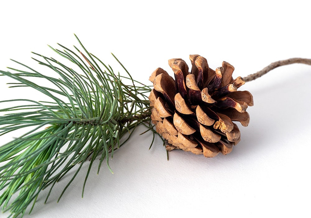 Pine needles