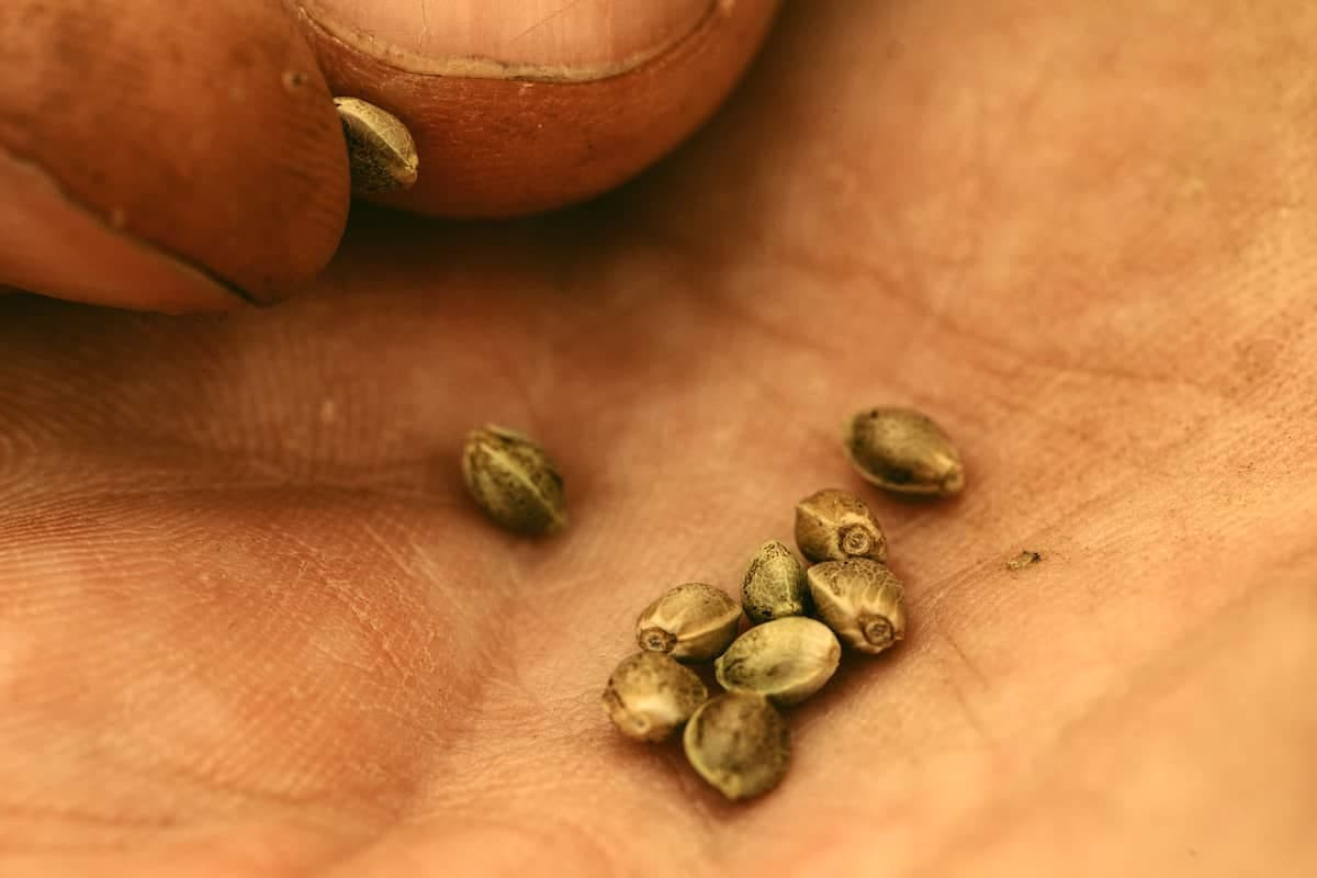 Photo of a man holding several cannabis seeds in the palm of his hands