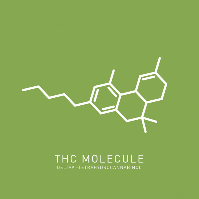 Infographic illustrating the THC molecule