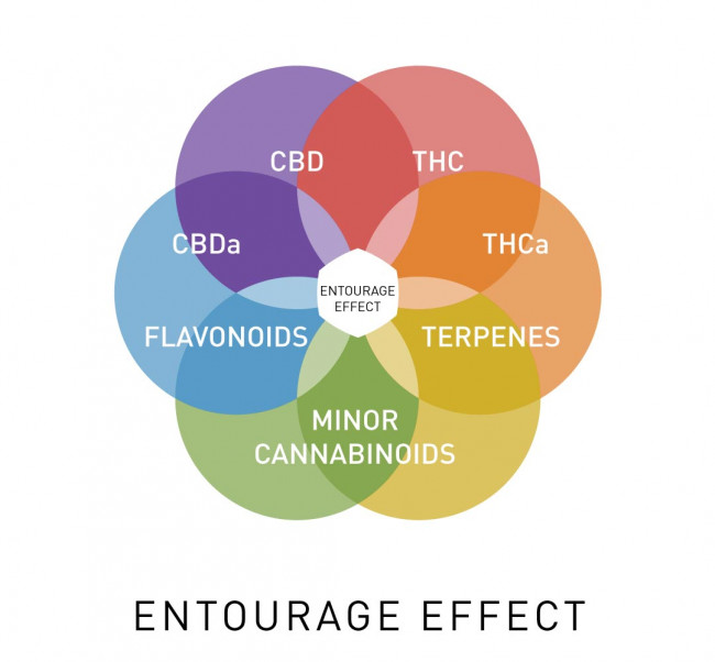 Illustration of the minor cannabinoids 'entourage' effect